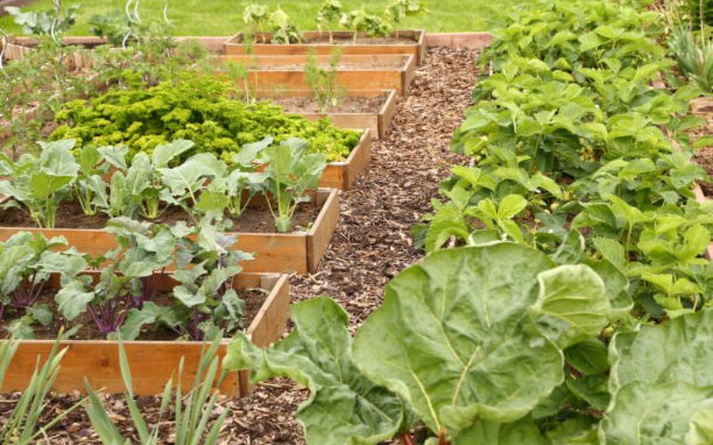 Raised Beds For Sale
