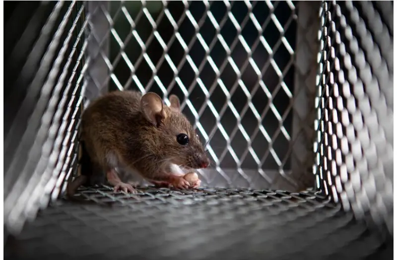 Rodent Control Near Me