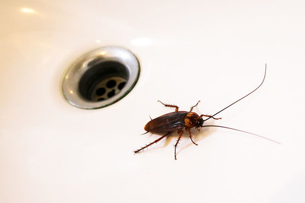 Prevent Insect Damage