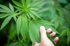 Cannabis Growers